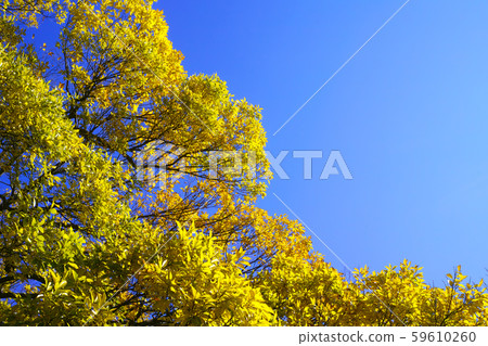 秋天初冬冬天現場圖像 秋天初冬冬天現場圖像 59610260