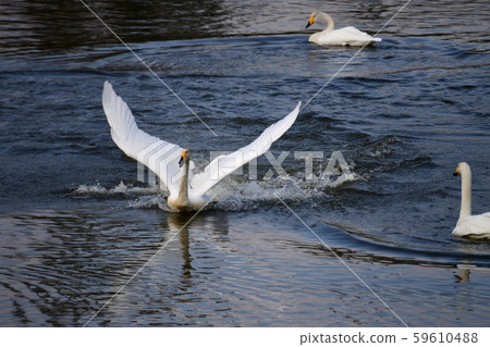 A swan that can be chased, whether it is a territory fight, a fight for leadership, or a play, Chiba, fall 2019 A swan that can be chased, whether it is a territory fight, a fight for leadership, or a play, Chiba, fall 2019 59610488