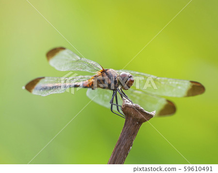 Male dragonfly 59610491