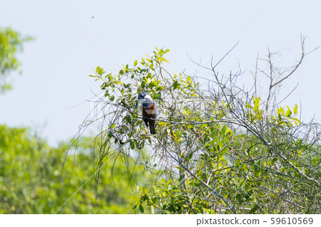 Ringed kingfisher on the nature in Pantanal, 59610569