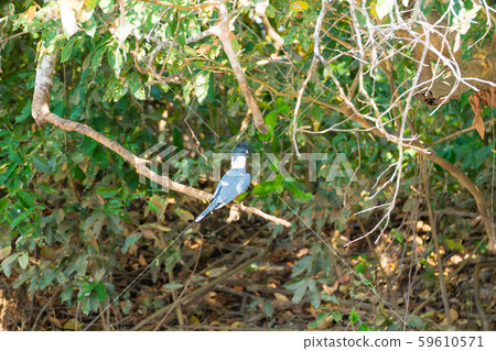 Ringed kingfisher on the nature in Pantanal, 59610571