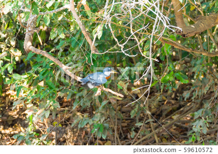 Ringed kingfisher on the nature in Pantanal, 59610572