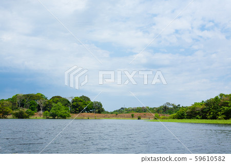 Panorama from Amazon rainforest, Brazilian wetland 59610582