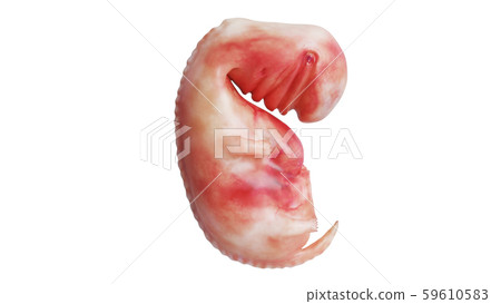 Human embryo fetus unborn, side view 59610583