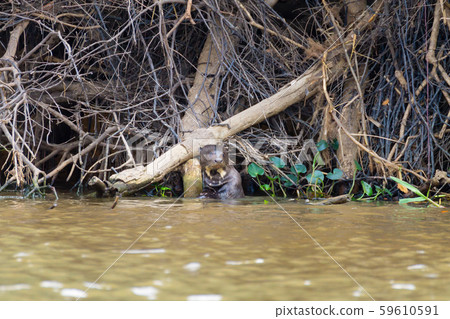 Giant otter from Pantanal, Brazil 59610591