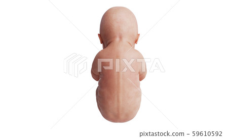 Embryo human fetus unborn, back view Embryo human fetus unborn, back view 59610592