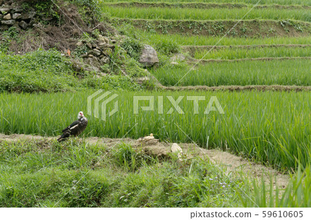 Vietnam Sapa Rice Terraces Vietnam Sapa Rice Terraces 59610605