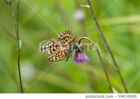 Green fritillary nectar 59610908