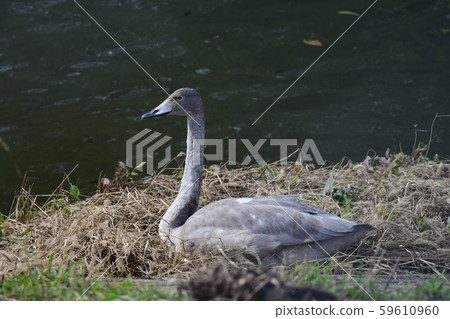 千葉天鵝公園,2019年秋季 千葉天鵝公園,2019年秋季 59610960