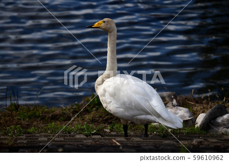 Whooper Swan Adult,棕色的頭,千葉,2019秋季 Whooper Swan Adult,棕色的頭,千葉,2019秋季 59610962