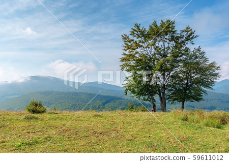 trees on the edge of grassy meadow in mountains 59611012