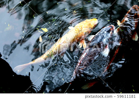 游泳鯉魚 游泳鯉魚 59611181