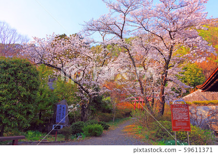 The cherry blossoms in full bloom in Daizenji 59611371