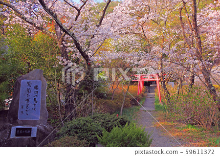 The cherry blossoms in full bloom in Daizenji The cherry blossoms in full bloom in Daizenji 59611372
