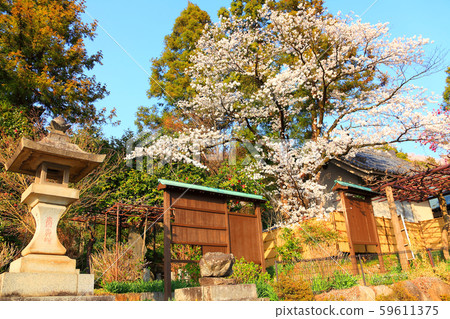 Yoshino cherry tree near Daizenji entrance and in full bloom Yoshino cherry tree near Daizenji entrance and in full bloom 59611375