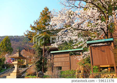 大善寺入口附近盛開的吉野櫻花樹 大善寺入口附近盛開的吉野櫻花樹 59611376