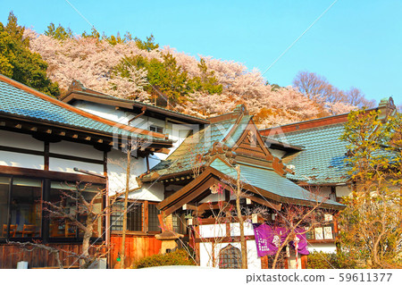 大善寺接待處和盛開的櫻花 大善寺接待處和盛開的櫻花 59611377