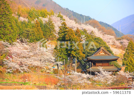 Cherry blossoms in full bloom blooming within the precincts of Daizenji Temple Cherry blossoms in full bloom blooming within the precincts of Daizenji Temple 59611378
