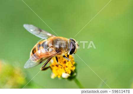 Nami Hanaab 59611478