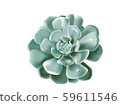 Succulentecheveria lola-07.eps 59611546