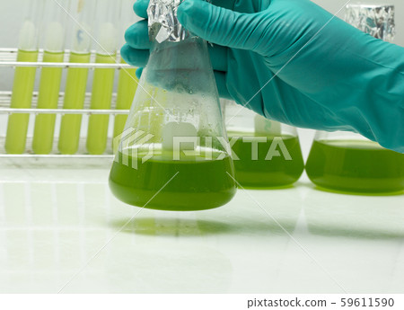 Marine plankton or Microalgae culture 59611590