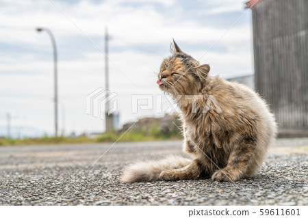 Cat in Aoshima Cat in Aoshima 59611601