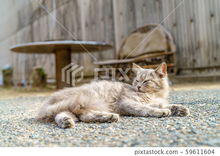 在Aoshima的貓 在Aoshima的貓 59611604