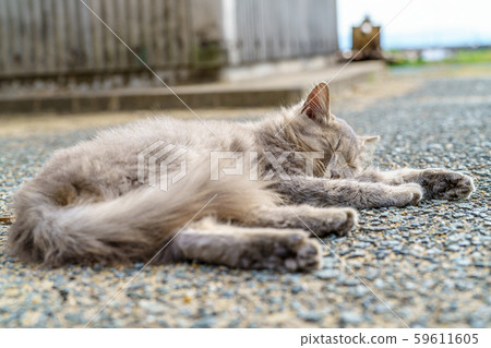 在Aoshima的貓 在Aoshima的貓 59611605