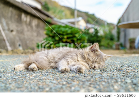 Cat in Aoshima Cat in Aoshima 59611606