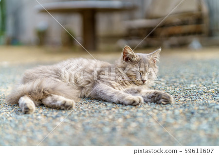 在Aoshima的貓 在Aoshima的貓 59611607