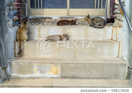 Cat in Aoshima 59611608