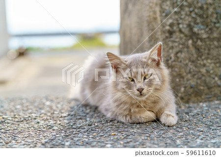 Cat in Aoshima Cat in Aoshima 59611610