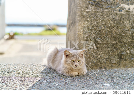 在Aoshima的貓 在Aoshima的貓 59611611