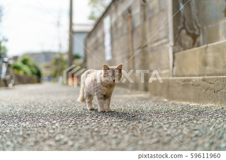 在Aoshima的貓 在Aoshima的貓 59611960