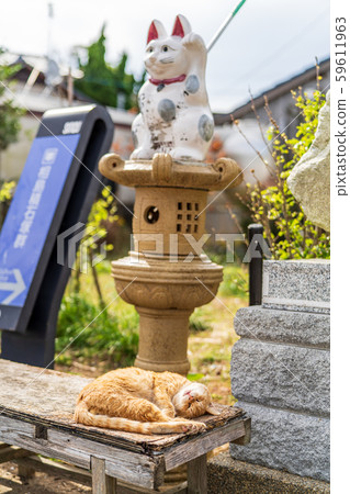 Cat in Aoshima Cat in Aoshima 59611963