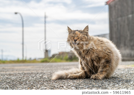 Cat in Aoshima 59611965