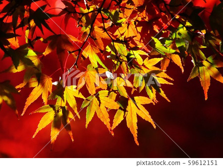 Maple Maple 59612151
