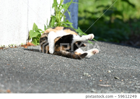 Cat, stray cat, calico, kitten, clear weather, November, alone Cat, stray cat, calico, kitten, clear weather, November, alone 59612249