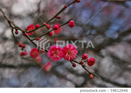 可愛的春天梅花盛開。 可愛的春天梅花盛開。 59612646