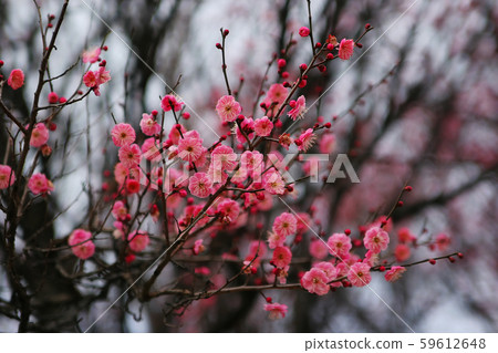 可愛的春天梅花盛開。 可愛的春天梅花盛開。 59612648