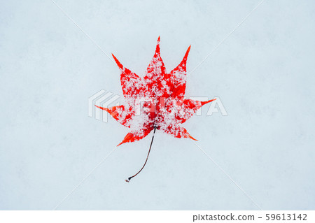 Snow and Maple Snow and Maple 59613142