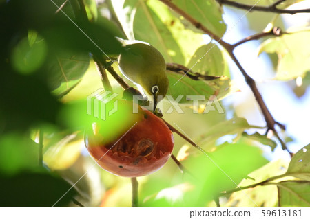 Japanese white-eye that plows a salmon 59613181