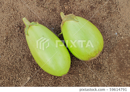 Green eggplant Green eggplant 59614791