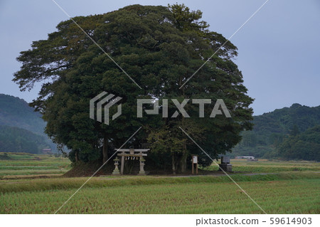 大原神社 59614903