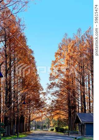 Autumn leaves of Mizumoto Park Metasequoia Autumn leaves of Mizumoto Park Metasequoia 59615474