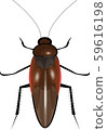 cockroach cockroach 59616198