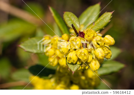 Wintergreen barberry, Berberis julianae Wintergreen barberry, Berberis julianae 59616412