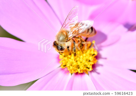 Bee on a cosmos 59616423