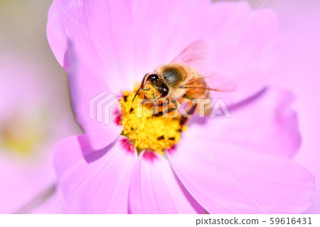 Bee on a cosmos Bee on a cosmos 59616431