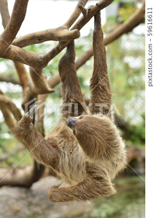 [Sloth] A sloth hanging on a tree branch 59616611